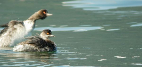 Carrellata di Svassi piccoli.